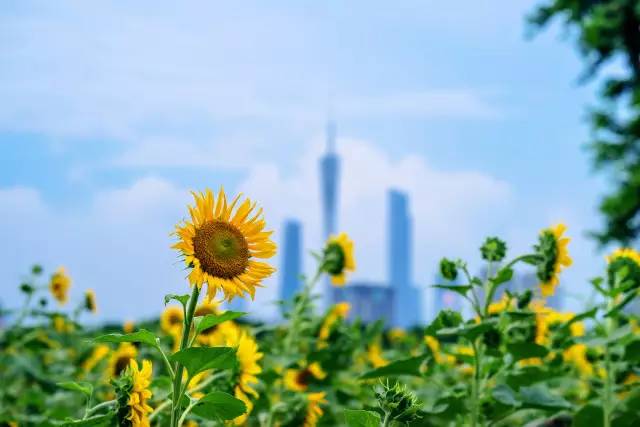 羊城百花奖|金秋九月,向日葵包围羊城,快来选出最美的那一朵!