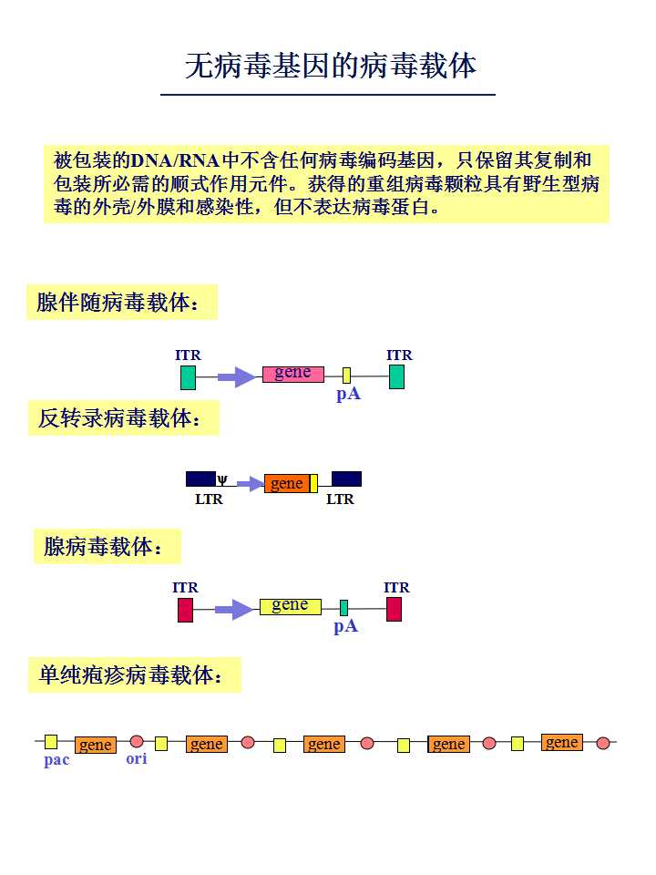 氨苄青霉素抗性基因,氨苄青霉素抗性基因的作用