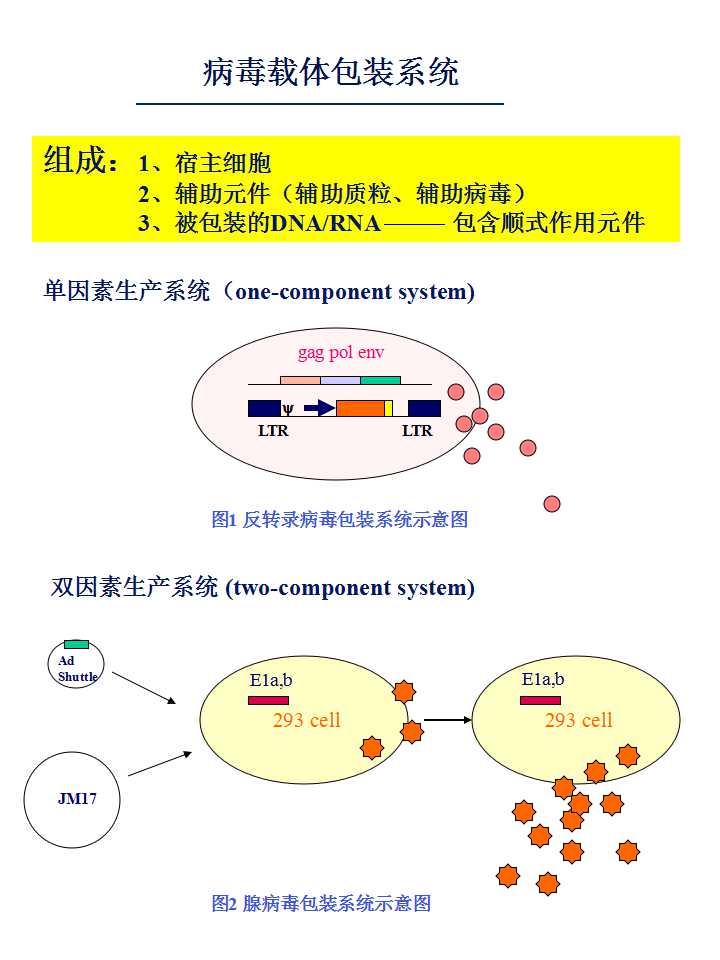 氨苄青霉素抗性基因,氨苄青霉素抗性基因的作用