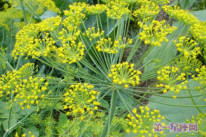 十二星座生日花是什么