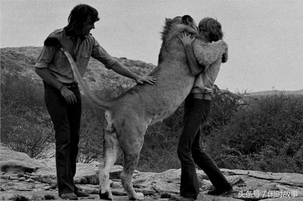 狮子被放生三年后，与曾经的主人再次重逢，相拥而泣