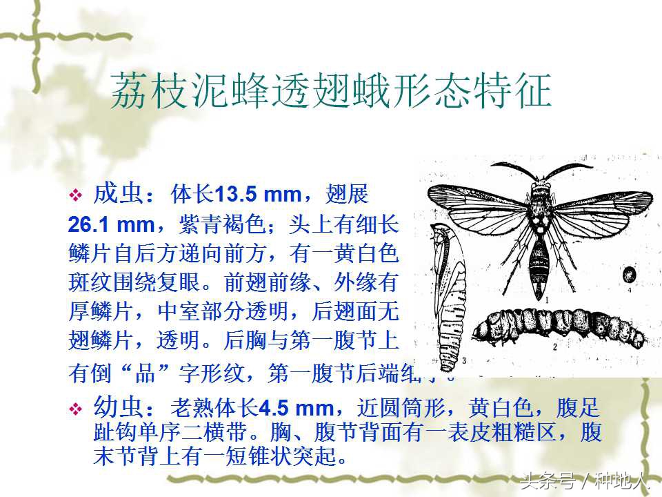 荔枝，龙眼灭虫有绝招