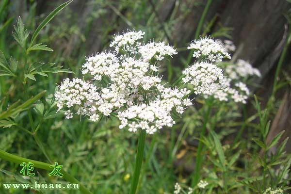 野生水芹菜图片大全(认识路边的野花（野菜）--水芹)