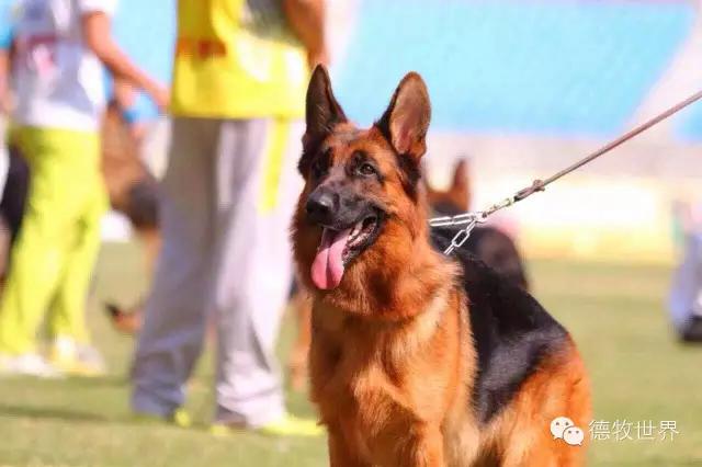 托雷斯女儿(德牧名犬：托雷斯女儿 伊蕊)