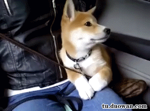 狗狗第一次坐车