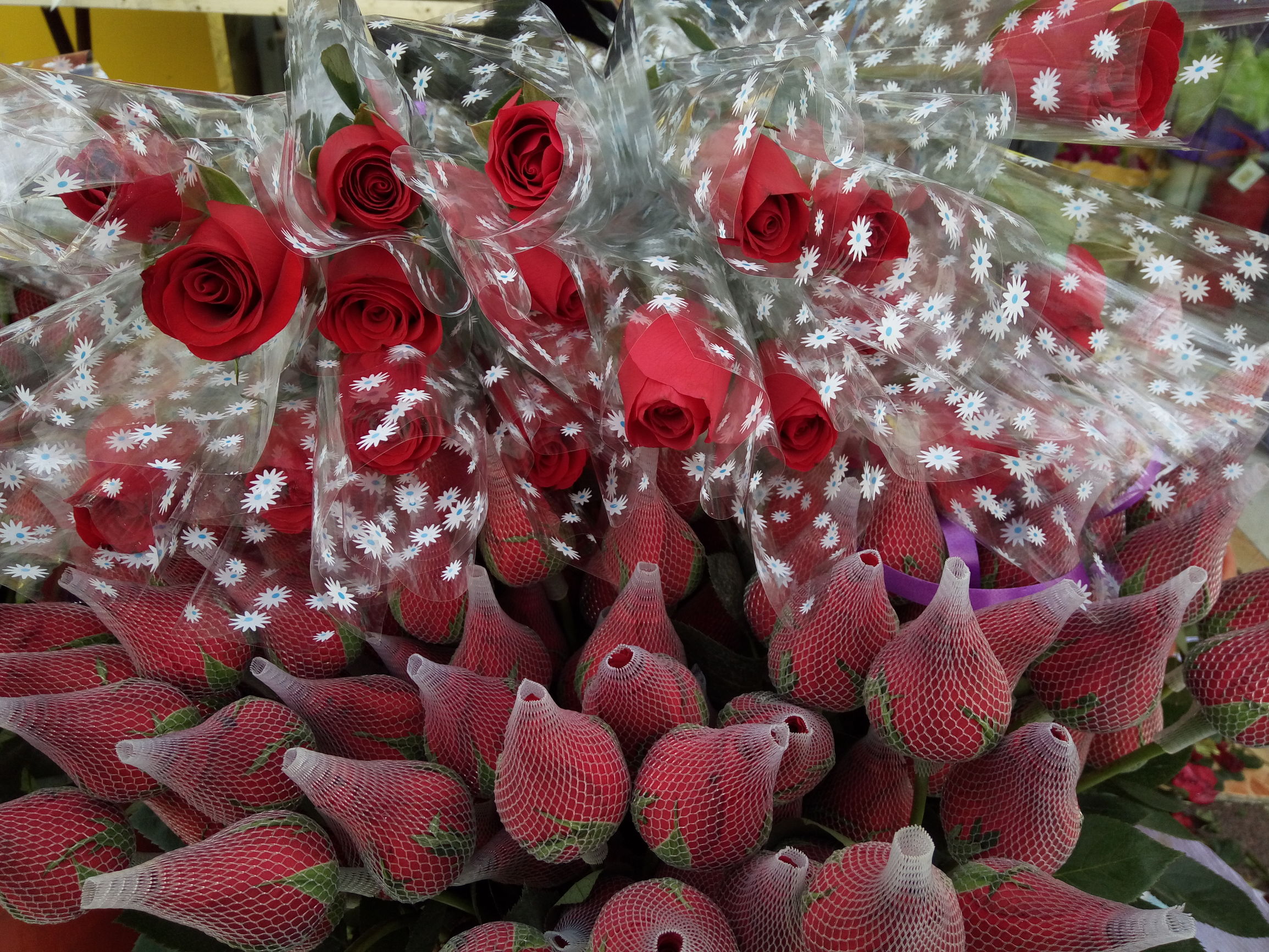 你只知道情人节玫瑰花好看(你只知道情人节玫瑰花好看嘛)