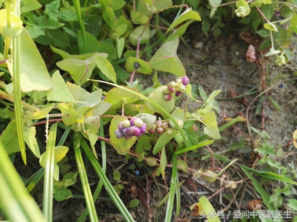 老虎利的功效与作用(老虎脷的功效与作用)-我的快乐小窝