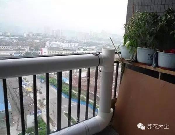 泡沫箱可以种蔬菜吗（5种阳台种菜方法教给你）