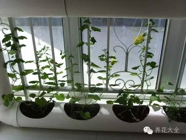 泡沫箱可以种蔬菜吗（5种阳台种菜方法教给你）