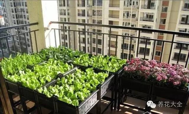 泡沫箱可以种蔬菜吗（5种阳台种菜方法教给你）