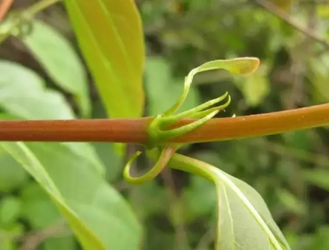 钩藤善治眩晕症,平肝降压药性良