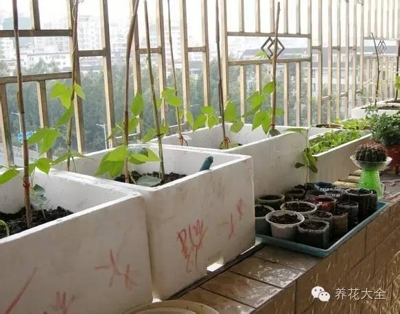 泡沫箱可以种蔬菜吗（5种阳台种菜方法教给你）
