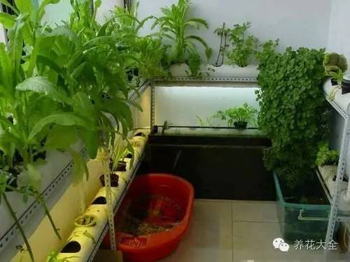 泡沫箱可以种蔬菜吗（5种阳台种菜方法教给你）