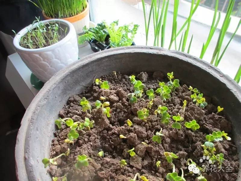 泡沫箱可以种蔬菜吗（5种阳台种菜方法教给你）
