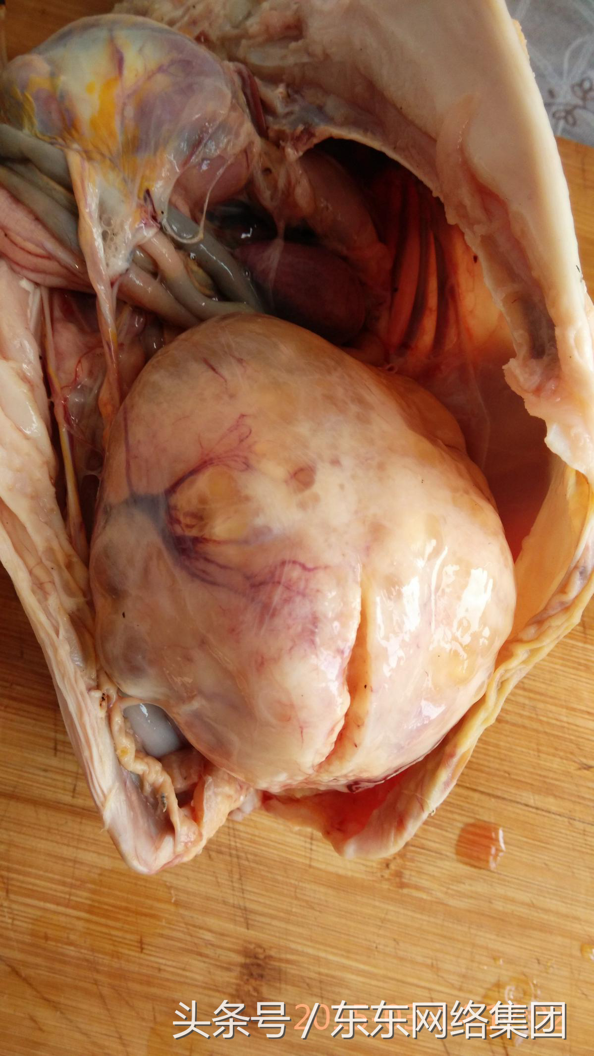 鸡宝是什么东西形成的鸡宝图片和出售价格