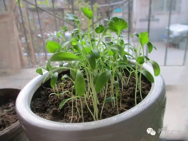 泡沫箱可以种蔬菜吗（5种阳台种菜方法教给你）
