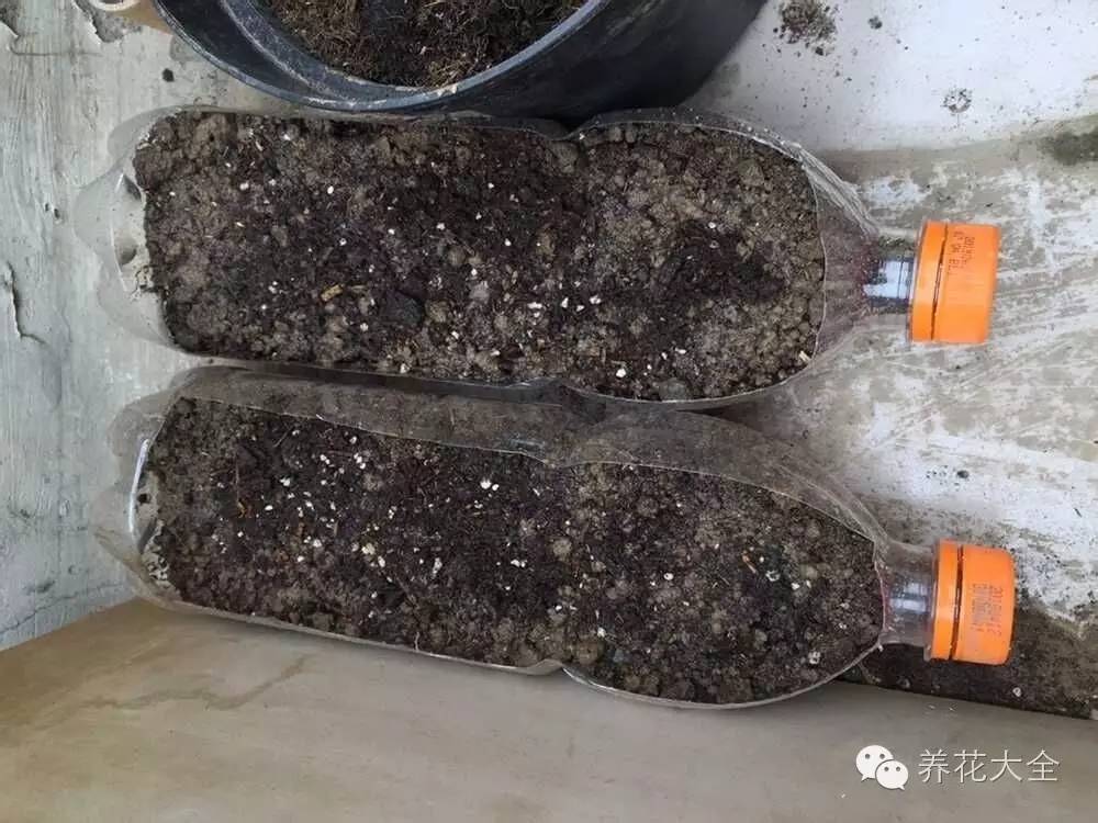 泡沫箱可以种蔬菜吗（5种阳台种菜方法教给你）