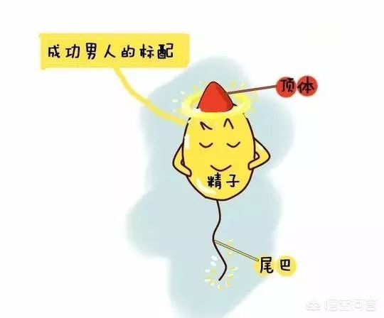 胎儿性别是由什么决定的？