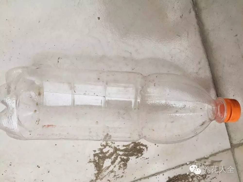 泡沫箱可以种蔬菜吗（5种阳台种菜方法教给你）