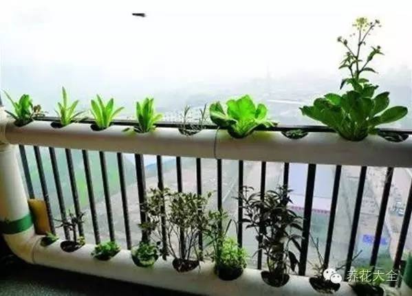 泡沫箱可以种蔬菜吗（5种阳台种菜方法教给你）