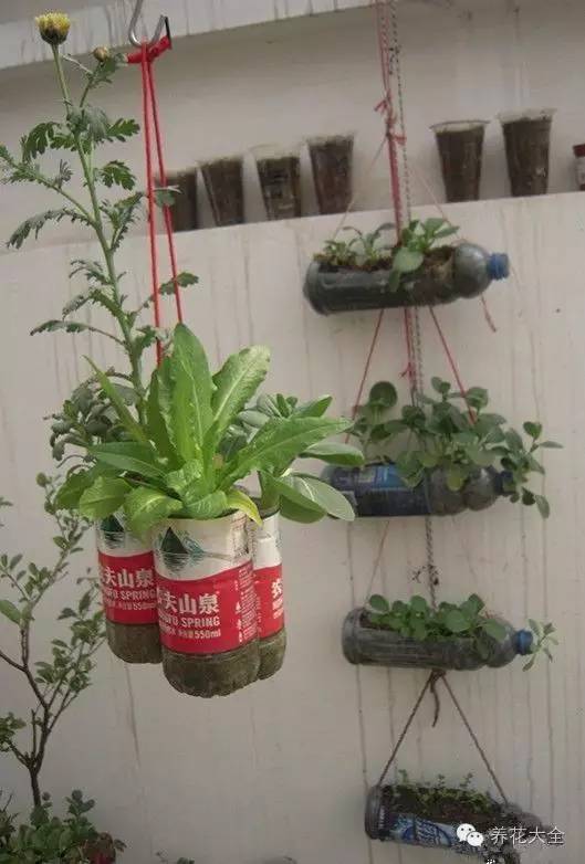 泡沫箱可以种蔬菜吗（5种阳台种菜方法教给你）