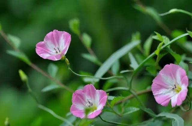 牵牛花长什么样子（图文讲解牵牛花的真正样子）