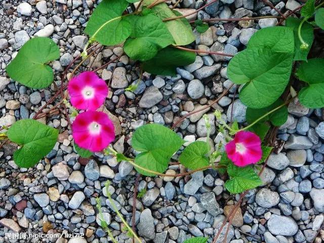 牵牛花长什么样子（图文讲解牵牛花的真正样子）