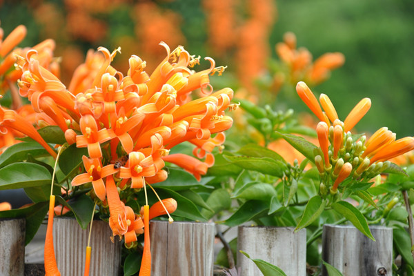 炮仗花花语是什么（炮仗花的花语和文明含义）