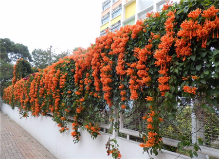 炮仗花花语是什么（炮仗花的花语和文明含义）