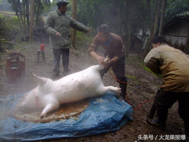 广西农村杀猪后，解剖全过程，你也未必见过这种方式