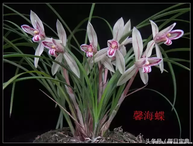 姜氏荷2017价格盘点史上的天价兰花