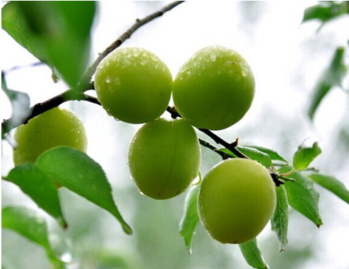 四季优美之风土人情——"青梅之乡"陆河