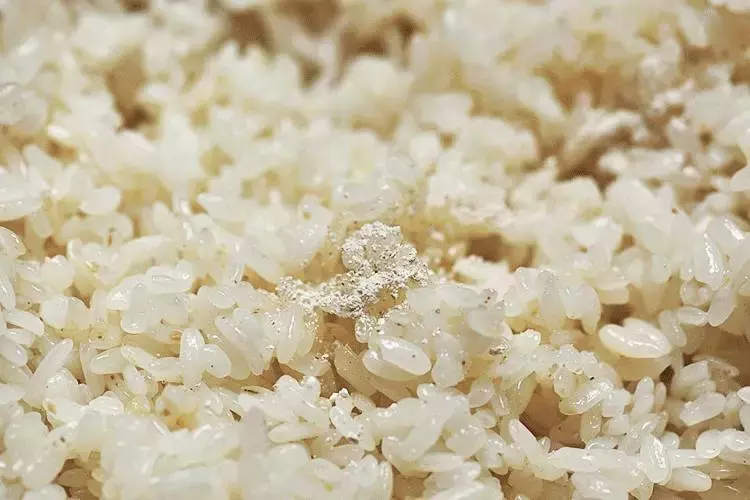 一碗甜酒酿,醉了思乡人