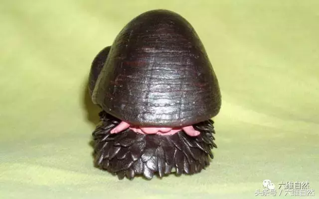 鳞角腹足蜗牛图片(图文讲解1种蜗牛的真实样子)