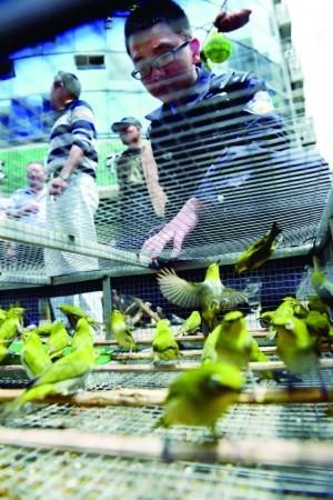 南京“鸟王”诱捕252只野鸟受审 辩称自己不懂法