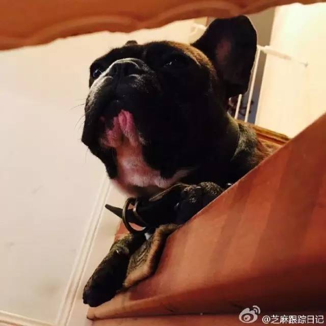 犬种科普｜“法斗”是鲜为人知的陪伴犬，论萌点我只服它！