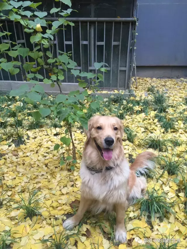 圣诞礼物来自爱你的人（圣诞节是爱你的人为你准备的礼物）