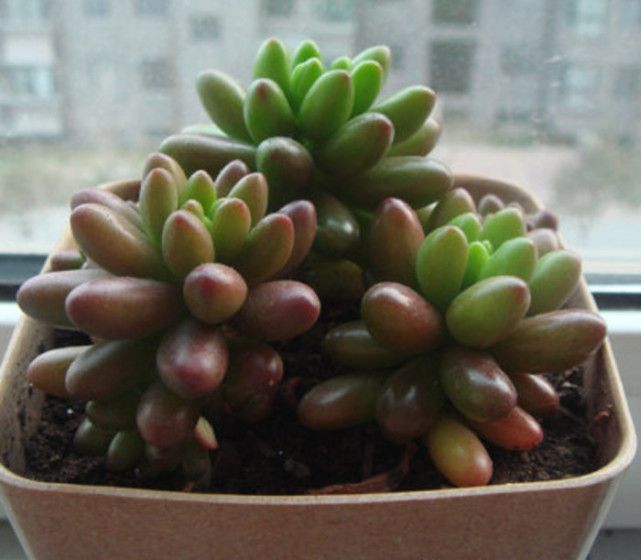 耳坠草多肉植物（分享耳坠草的养殖与功效）