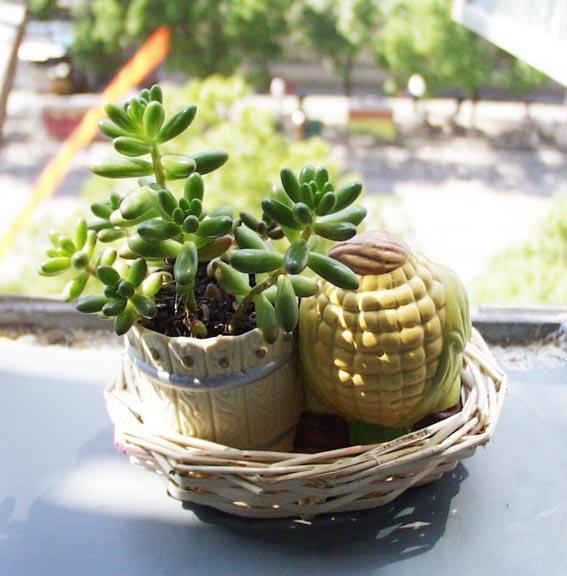耳坠草多肉植物（分享耳坠草的养殖与功效）