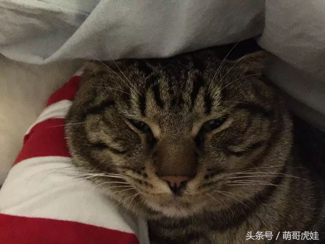 貓瘦無人知，貓肥傳千裏，我要做一只名扬天下的肥猫