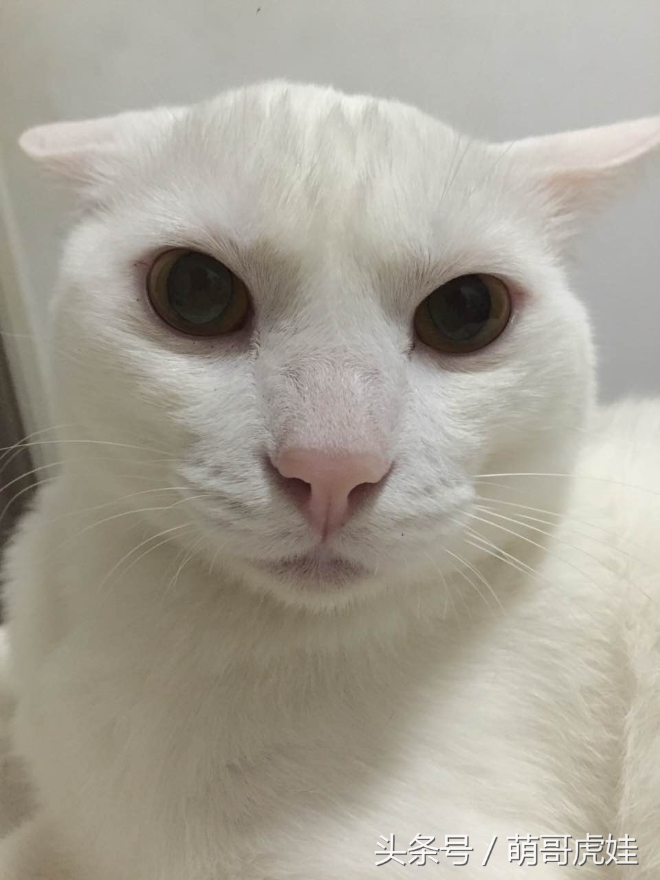 貓瘦無人知，貓肥傳千裏，我要做一只名扬天下的肥猫