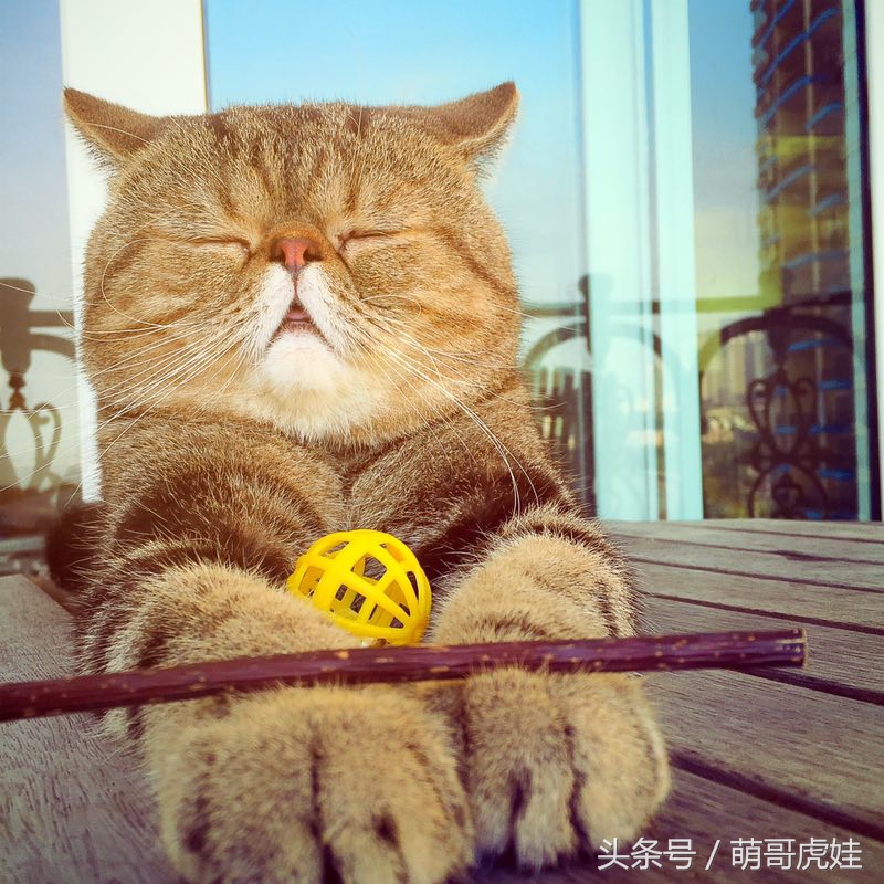 貓瘦無人知，貓肥傳千裏，我要做一只名扬天下的肥猫