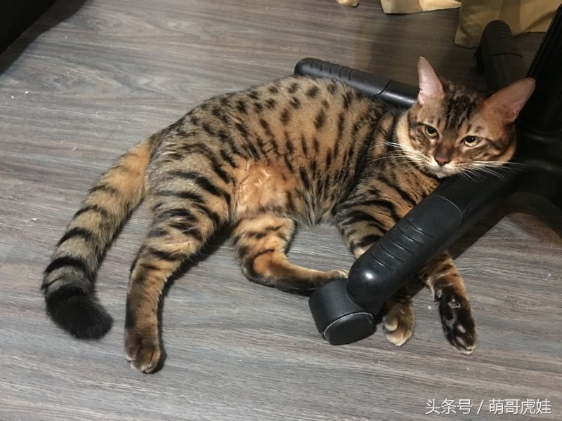 貓瘦無人知，貓肥傳千裏，我要做一只名扬天下的肥猫