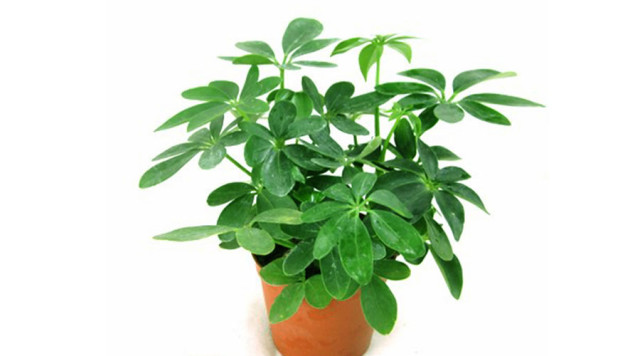 属兔招财植物有哪些 富贵竹金钱树_达一风水网