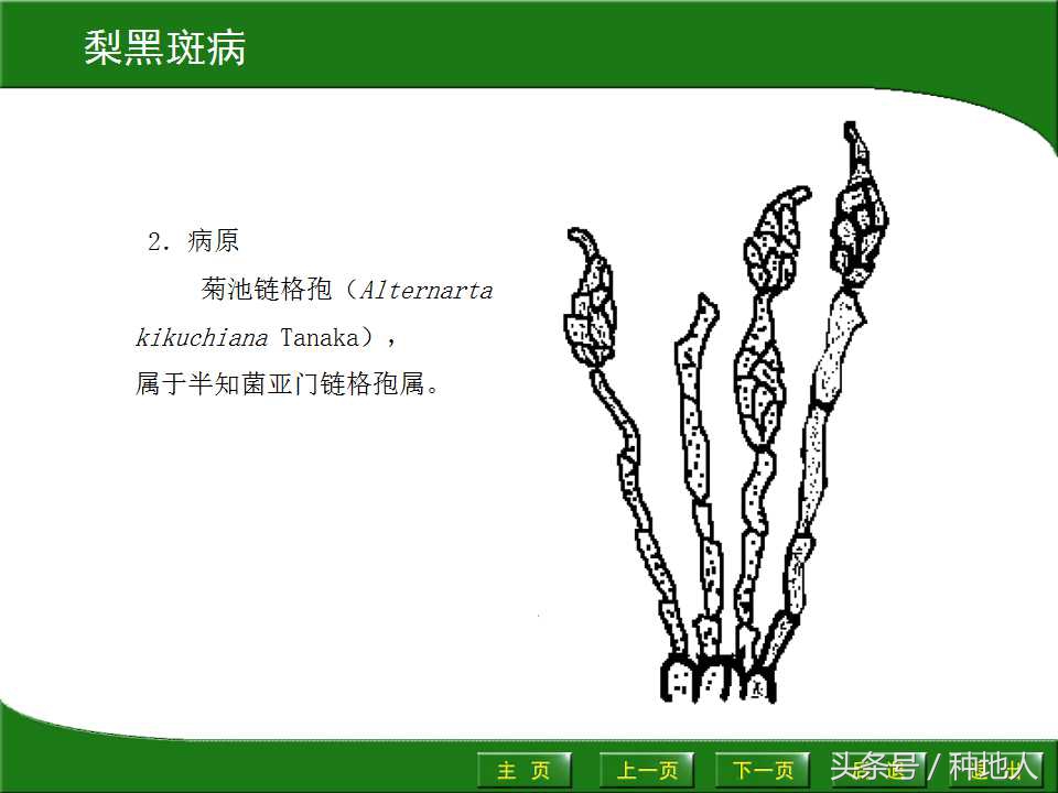 梨树病虫害防治,梨树病虫害防治时间表