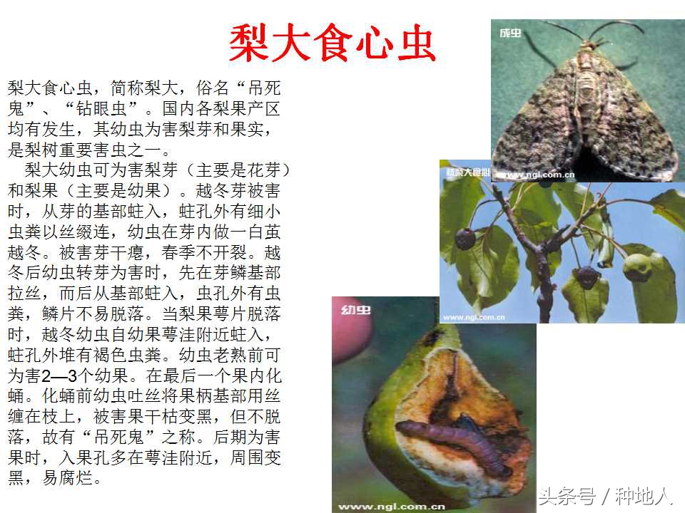 梨樹病蟲害防治,梨樹病蟲害防治時間表
