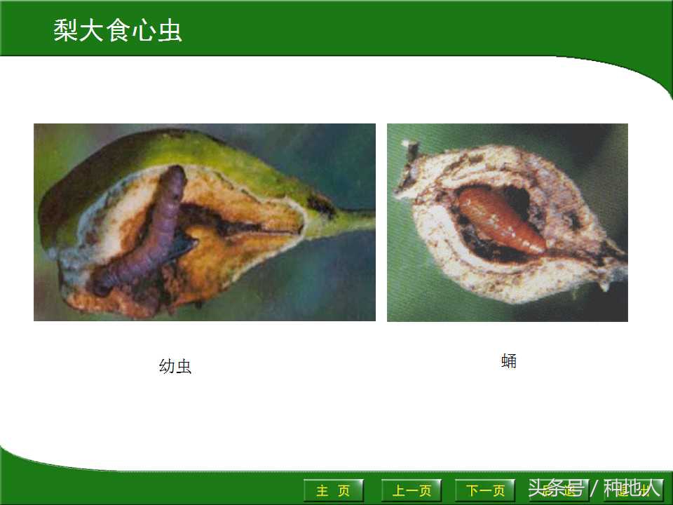 梨樹病蟲害防治,梨樹病蟲害防治時間表