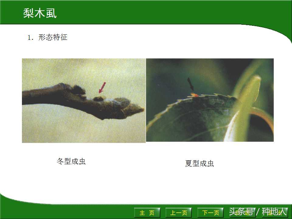 梨樹病蟲害防治,梨樹病蟲害防治時間表