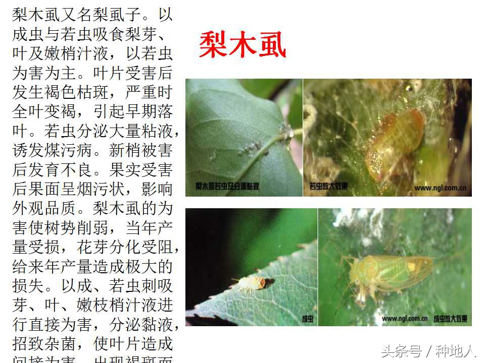 梨樹病蟲害防治,梨樹病蟲害防治時間表