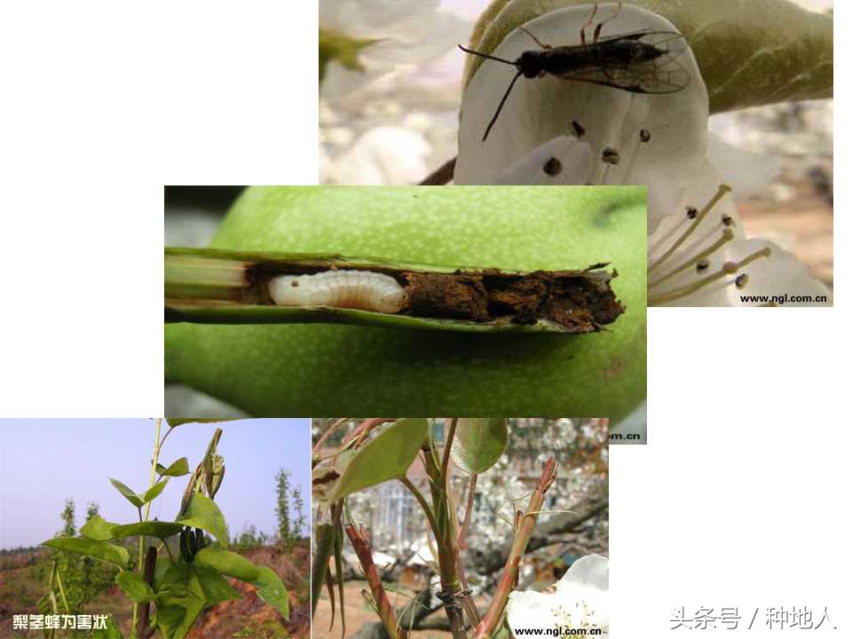 梨樹病蟲害防治,梨樹病蟲害防治時間表